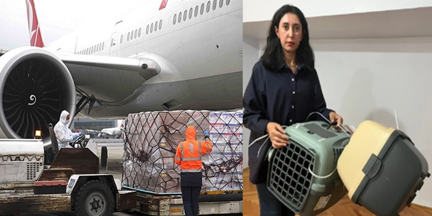 THY’den Kaybolan Kedi Yerine Business Class Bilet Teklifi